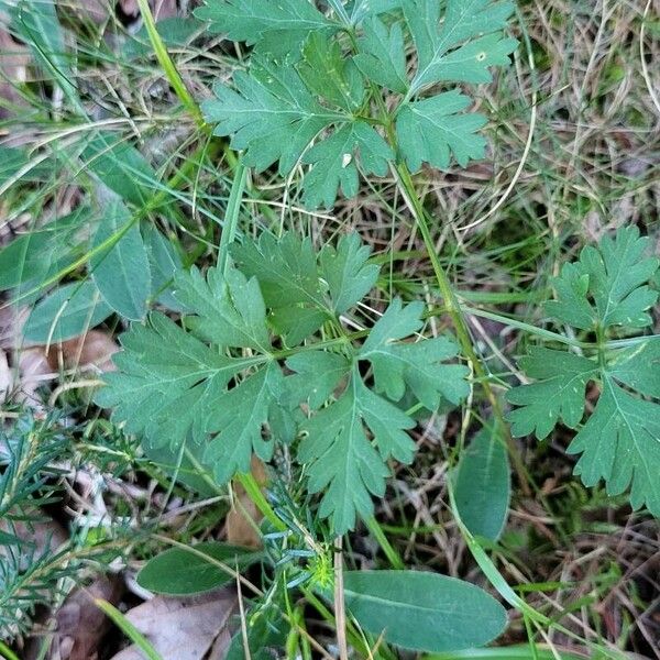 Physospermum cornubiense Feuille