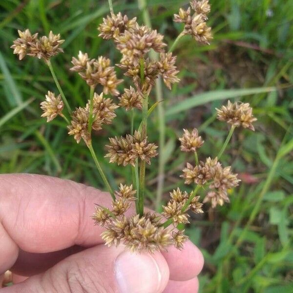 Cladium mariscus Žiedas