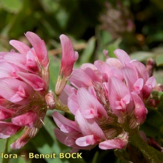 Trifolium physodes Flower