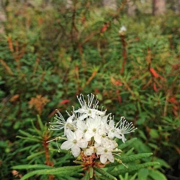 Rhododendron tomentosum ফুল