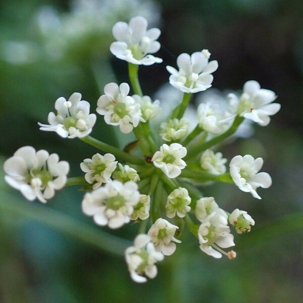Chaerophyllum temulum Квітка