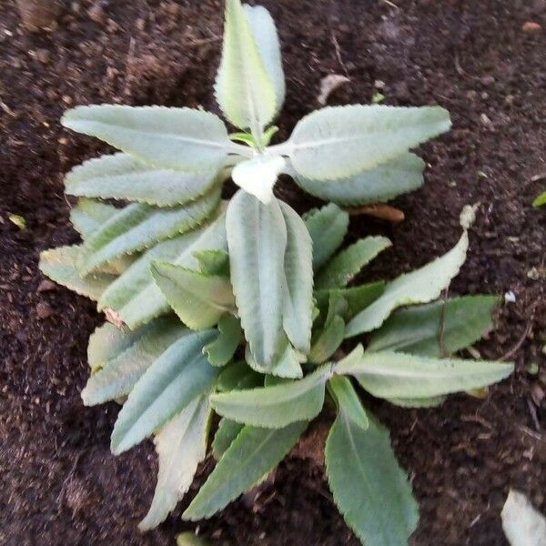 Kalanchoe gastonis-bonnieri 葉