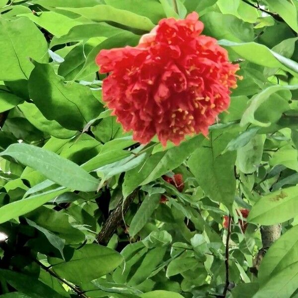 Brownea grandiceps Квітка