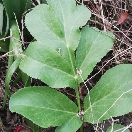 Opopanax chironium Folla