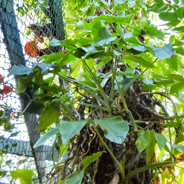 Syngonium podophyllum Хабит