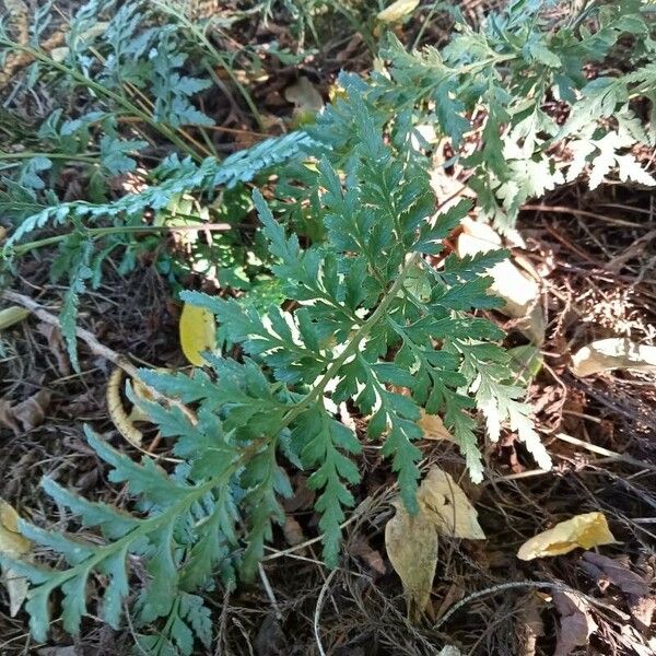 Asplenium adiantum-nigrum Liść