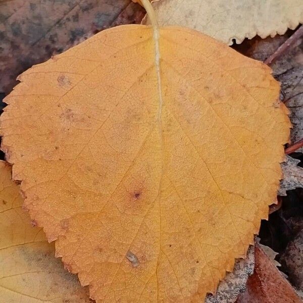 Betula pubescens Leaf