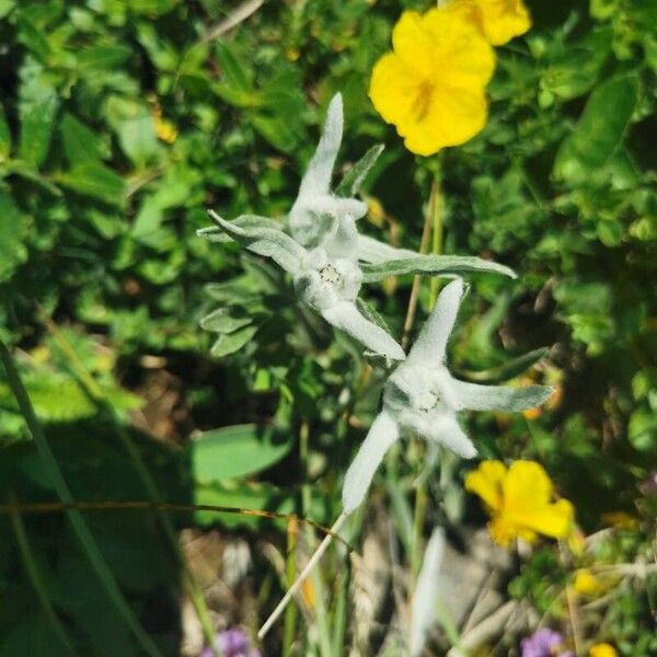 Leontopodium nivale Flower