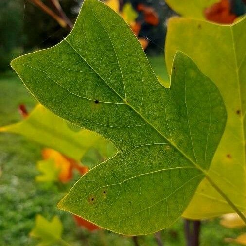 Liriodendron tulipifera Лист