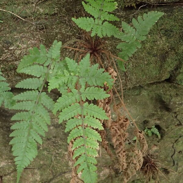 Parapolystichum barterianum Habit