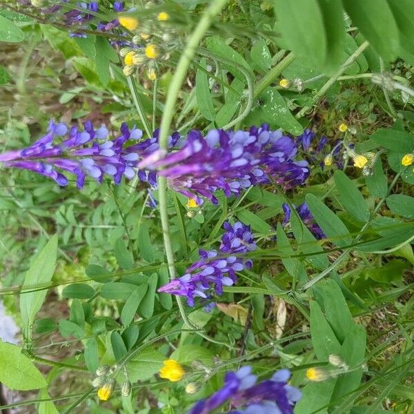 Vicia dasycarpa Flower