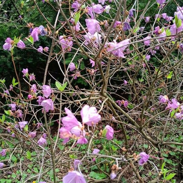 Rhododendron dauricum फूल