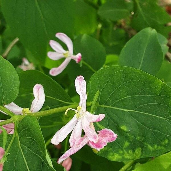 Lonicera tatarica Flors