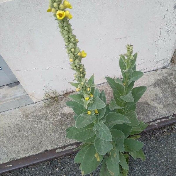 Verbascum thapsus Λουλούδι