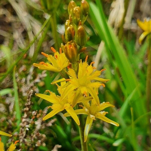 Narthecium ossifragum Lorea