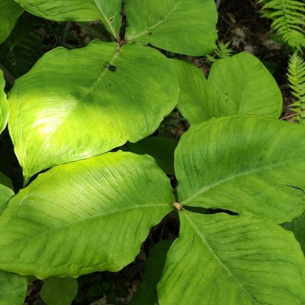 Arisaema triphyllum List