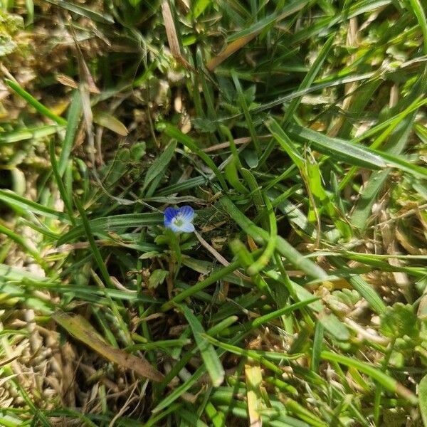 Veronica polita Flors