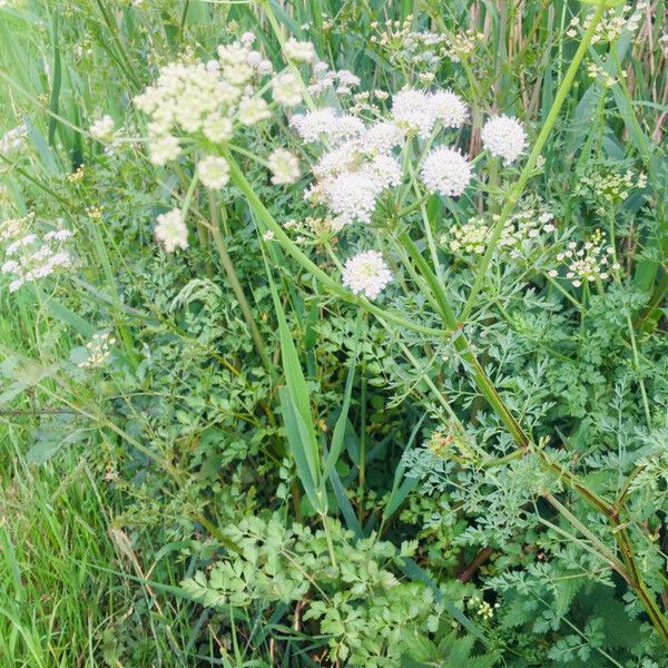 Oenanthe aquatica Habit