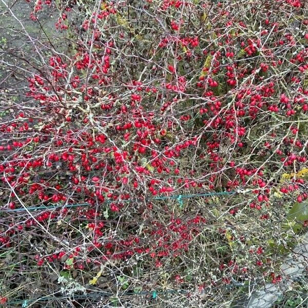 Berberis thunbergii Alkat (teljes növény)