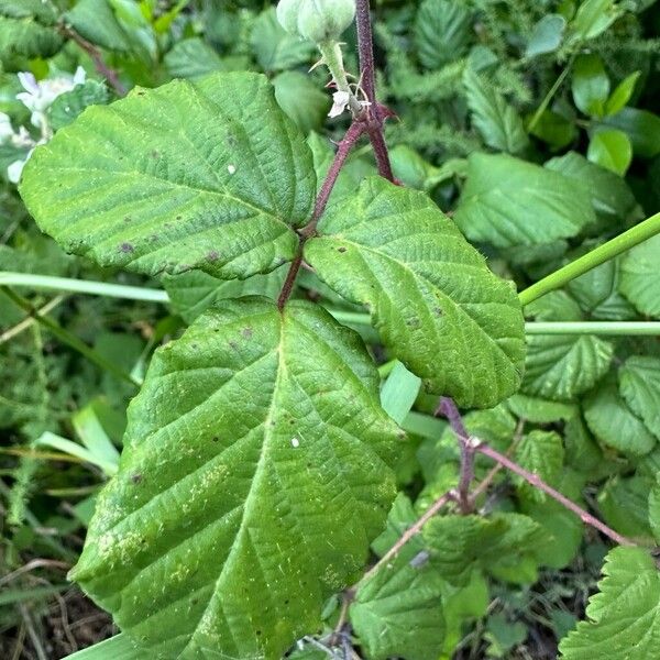 Rubus ulmifolius Fuelha