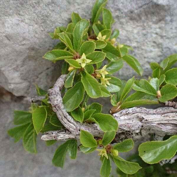 Rhamnus pumila Цвят