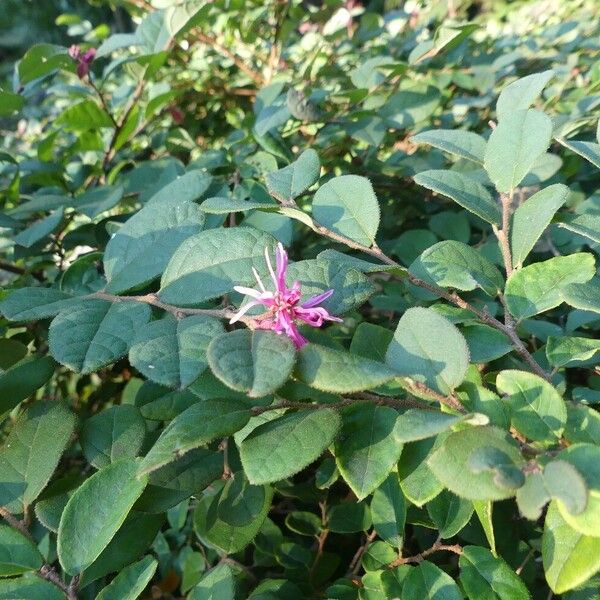 Loropetalum chinense ᱥᱟᱠᱟᱢ