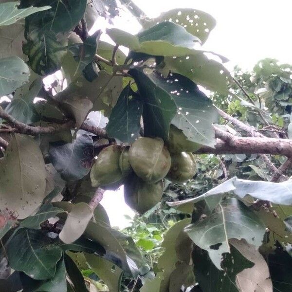 Heritiera littoralis Fruit