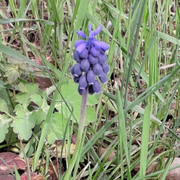 Muscari neglectum Flors