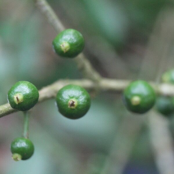 Eugenia stictopetala Fruchs