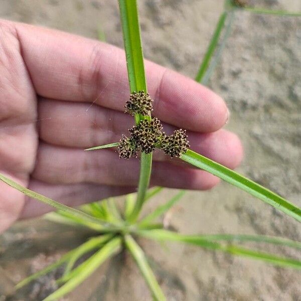 Cyperus difformis Feuille