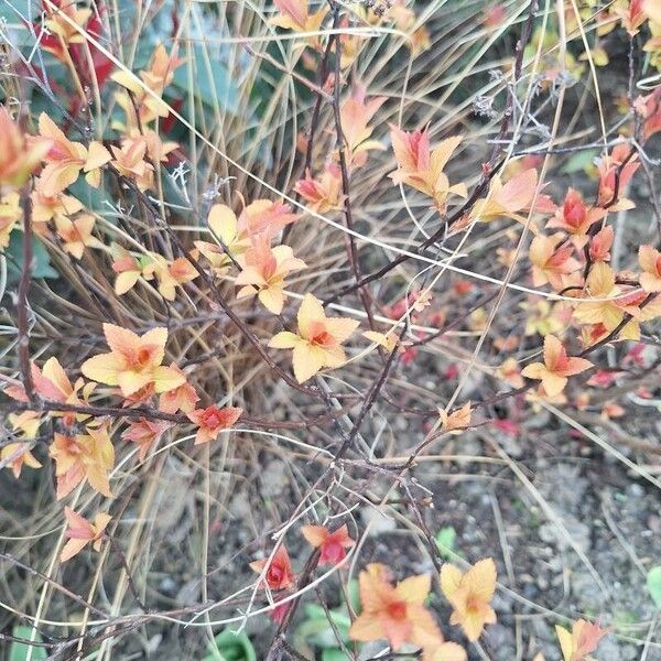 Physocarpus opulifolius Blad