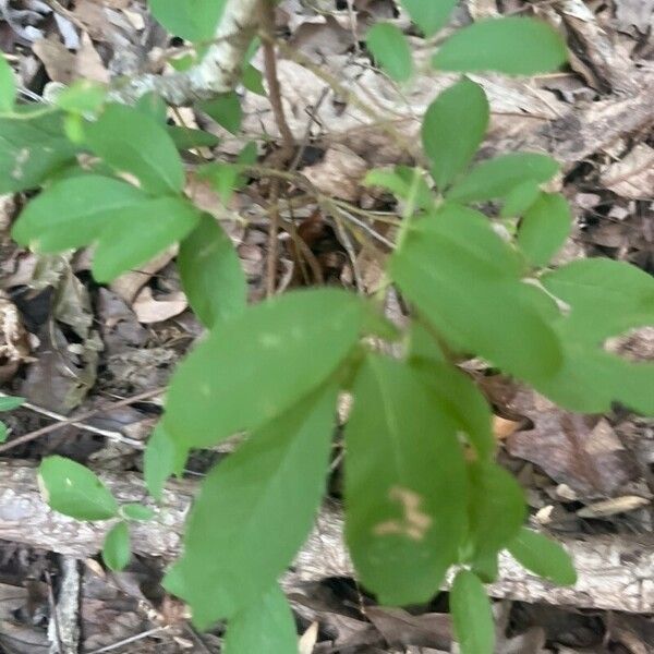 Vaccinium pallidum Folha