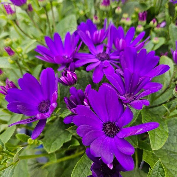 Pericallis lanata Blüte