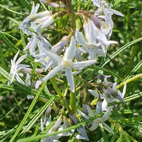 Amsonia hubrichtii Žiedas