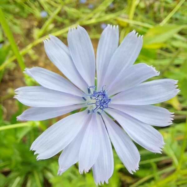 Cichorium endivia പുഷ്പം