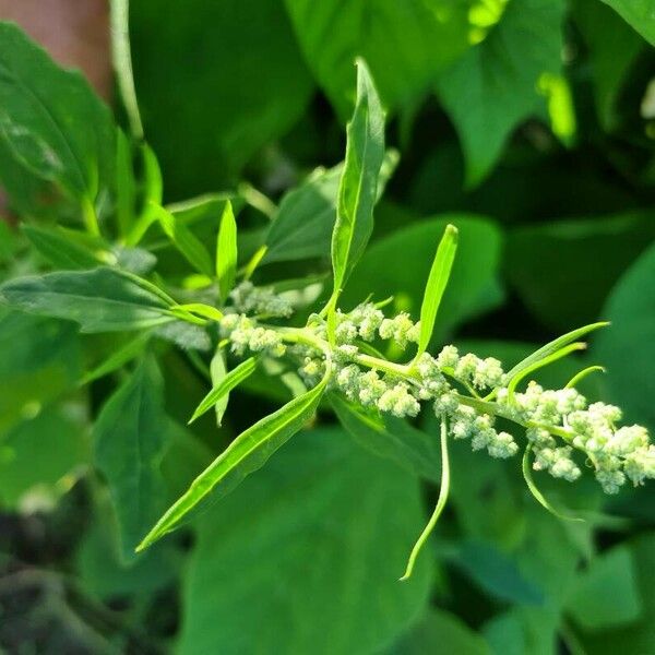 Chenopodium ficifolium Flower