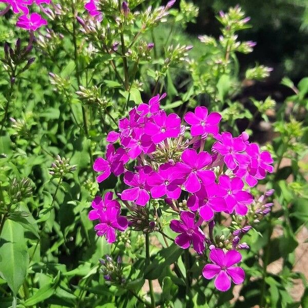 Phlox maculata 花