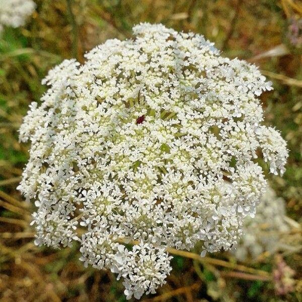 Daucus carota Virág