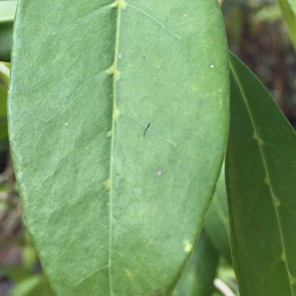 Chionanthus foveolatus Hoja