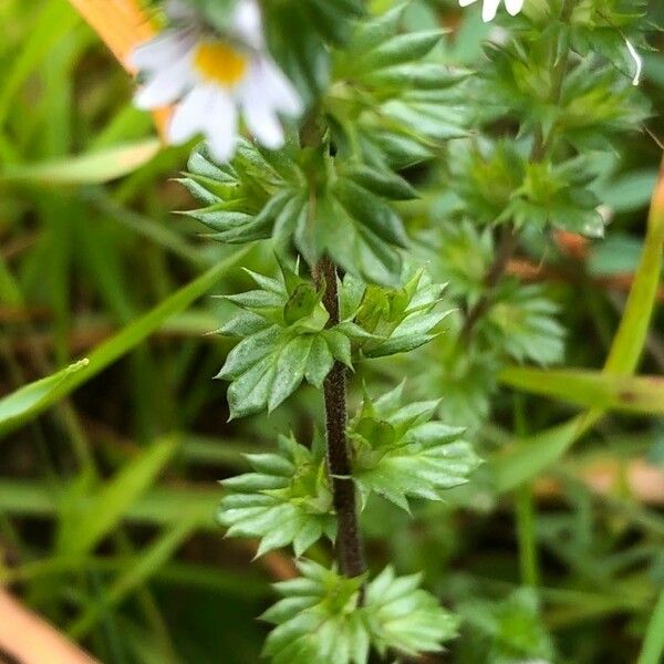 Euphrasia nemorosa Leaf