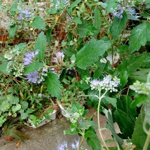 Caryopteris incana Цветок