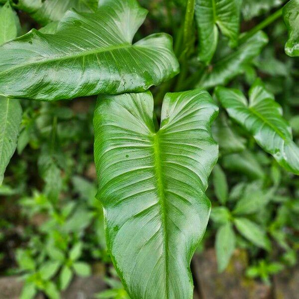 Zantedeschia aethiopica ഇല