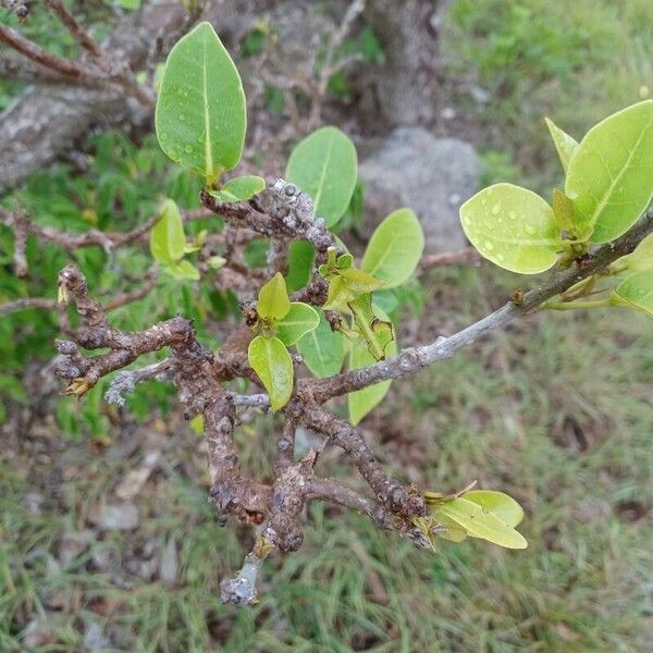 Avicennia marina Lorea