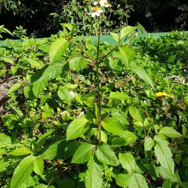 Bidens pilosa Buveinė