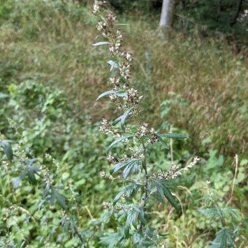 Artemisia vulgaris Kvet