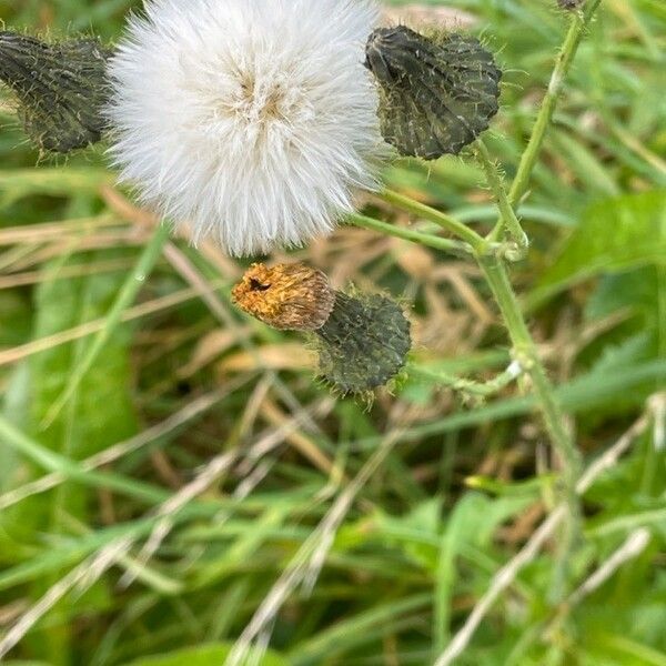 Sonchus arvensis Frukt