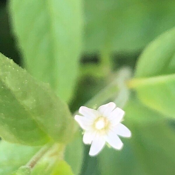 Epilobium ciliatum Kwiat