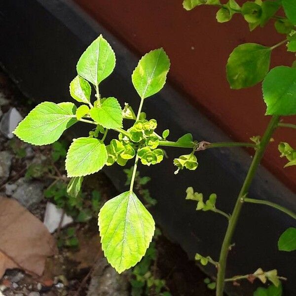 Acalypha indica Blad