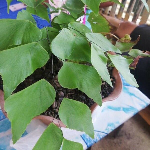 Adiantum peruvianum ഇല