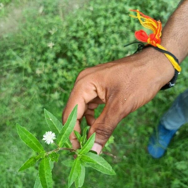 Eclipta prostrata പുഷ്പം